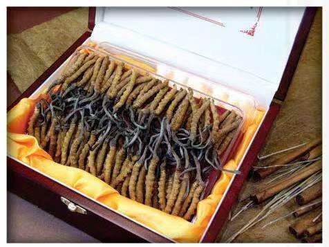 坦洲镇冬虫夏草回收